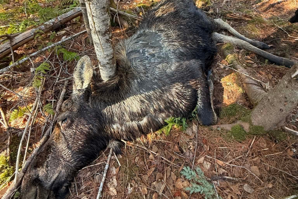 Videos show how deadly winter ticks can be to Maine moose