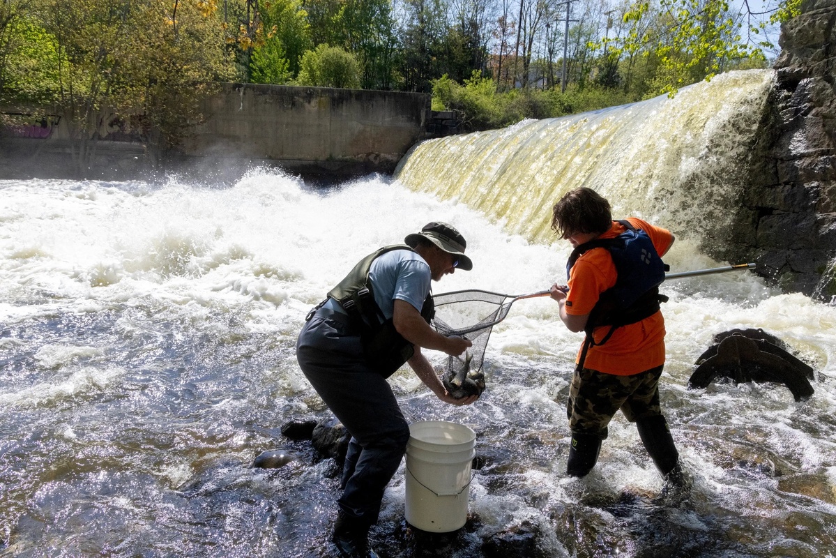 Maine students gather data on alewife migration