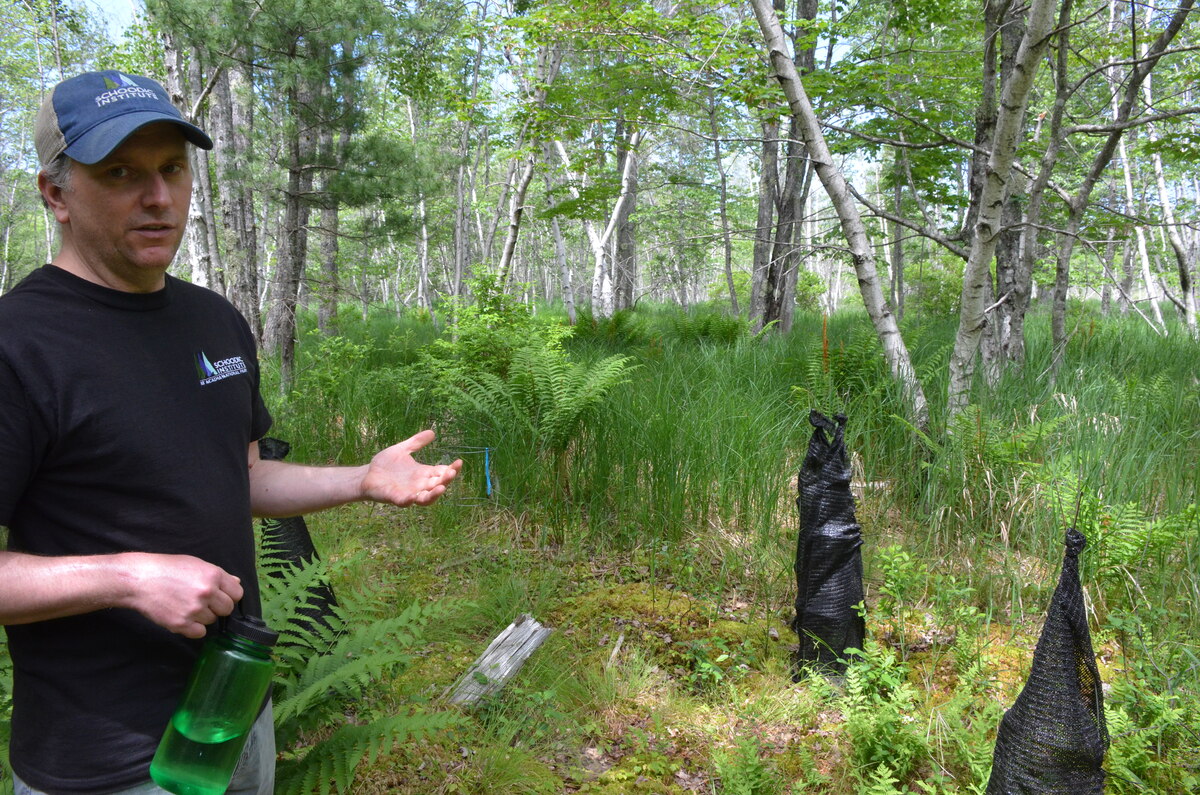Acadia tackles climate change with its largest-ever restoration project