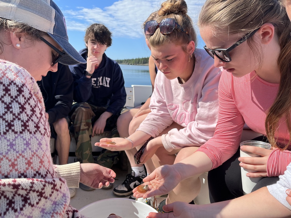 Students on a Maine island started a scallop farm