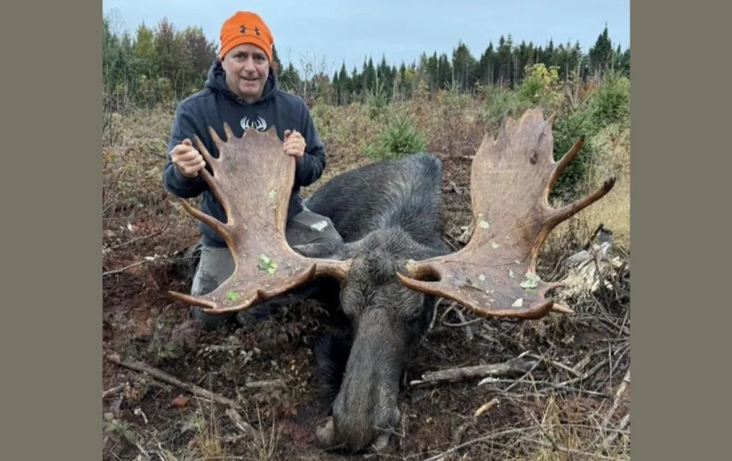 You drew a Maine moose permit. Here’s what to do right now.