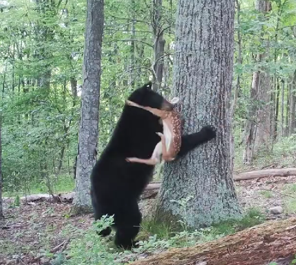 Black bears eat fawns, and this video is proof