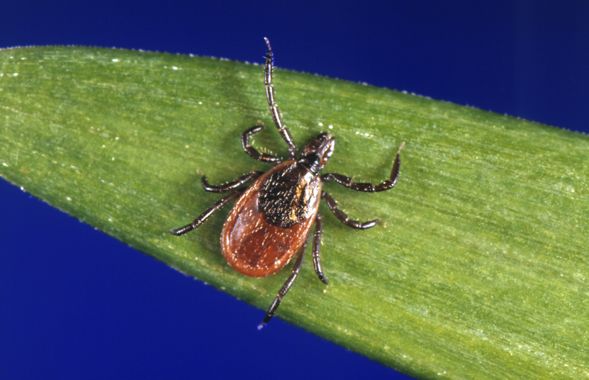 Maine reports 1st Powassan virus infection of 2026 in Penobscot County resident