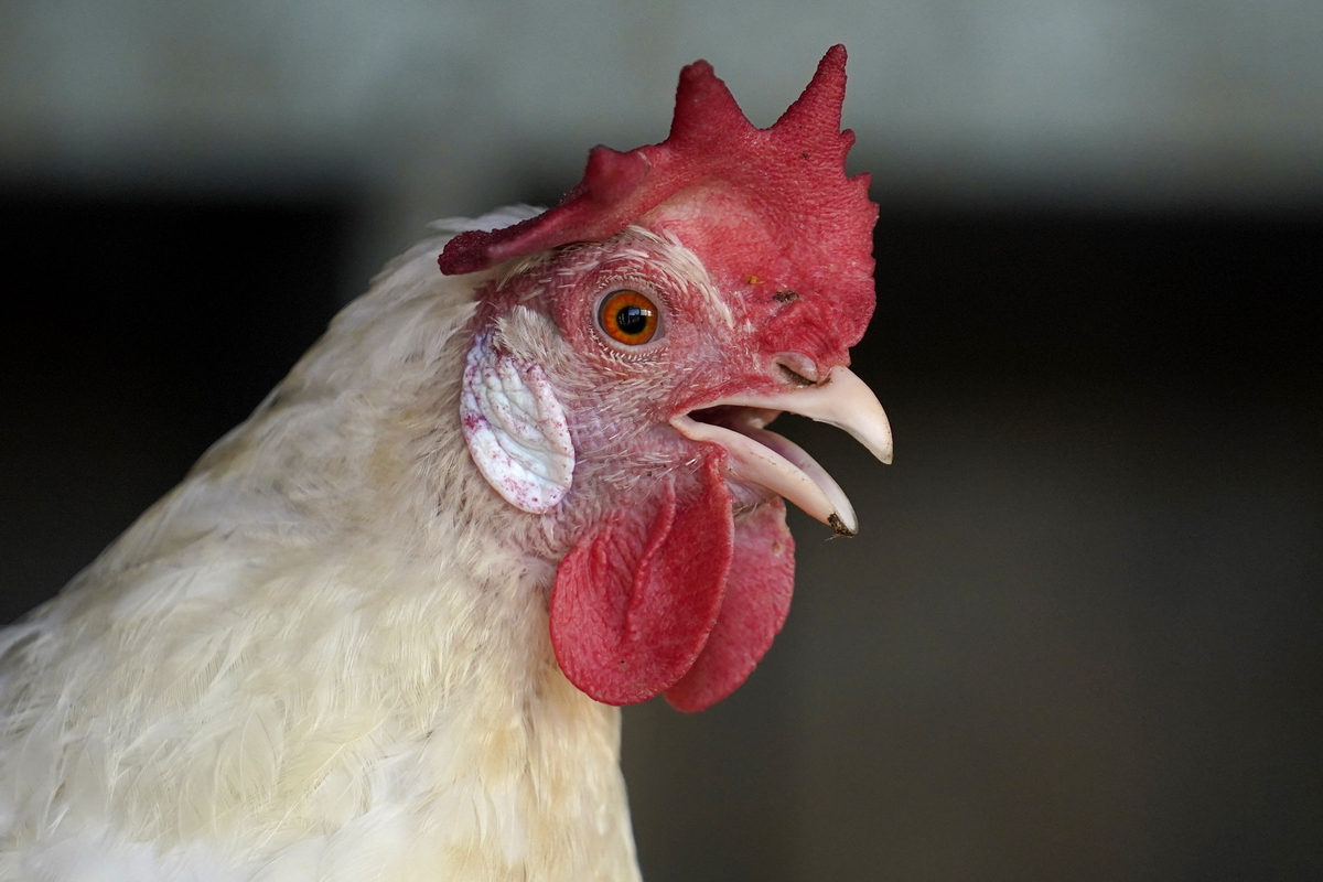 Maine is seeing a surge in salmonella infections linked to backyard poultry