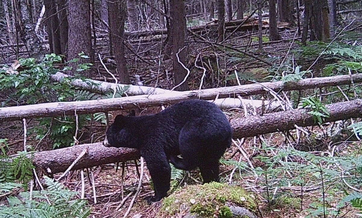 3 tips to judge black bear size before your hunt this fall  