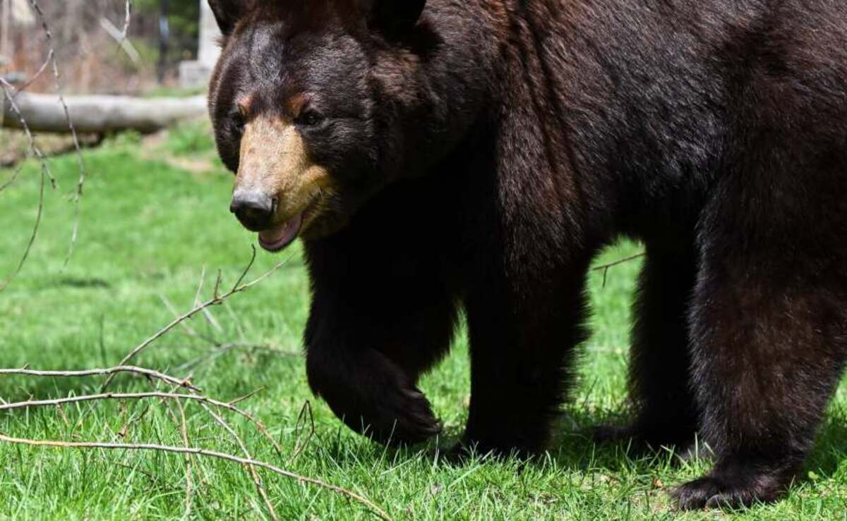 Beloved black bear dies at Maine Wildlife Park