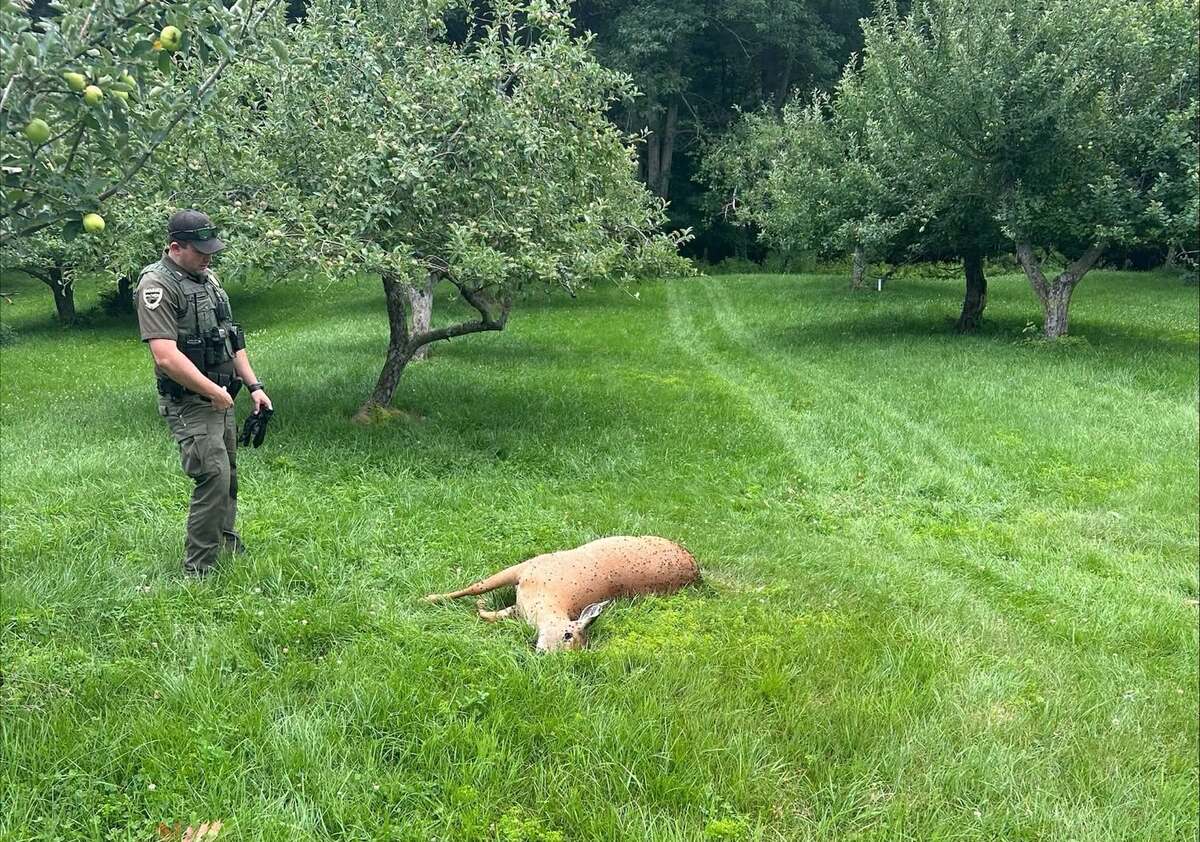 Poacher killed a doe and left her body to rot in a Maine apple orchard