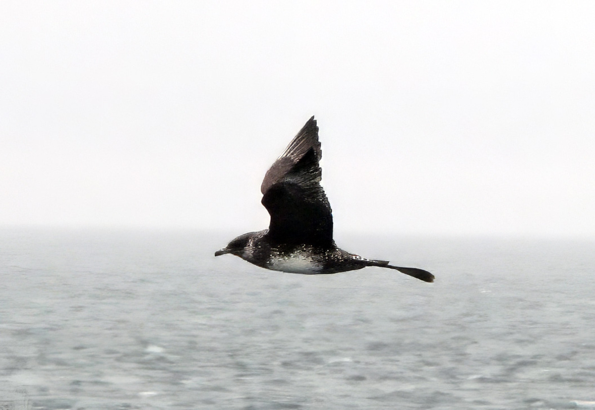 Upcoming Gulf of Maine wildlife cruises you won't want to miss
