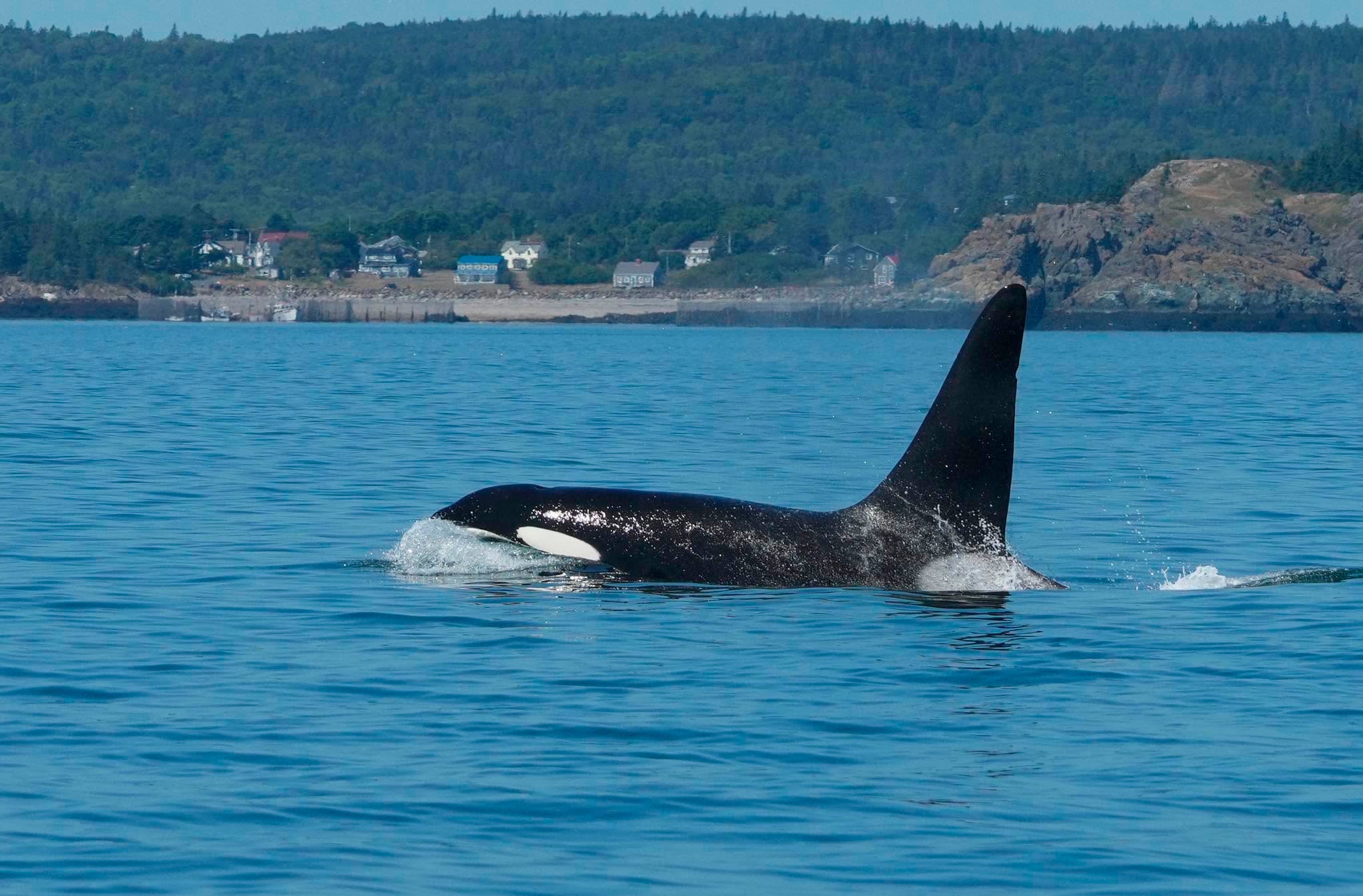 Loner orca ‘Old Thom' spotted off Eastport
