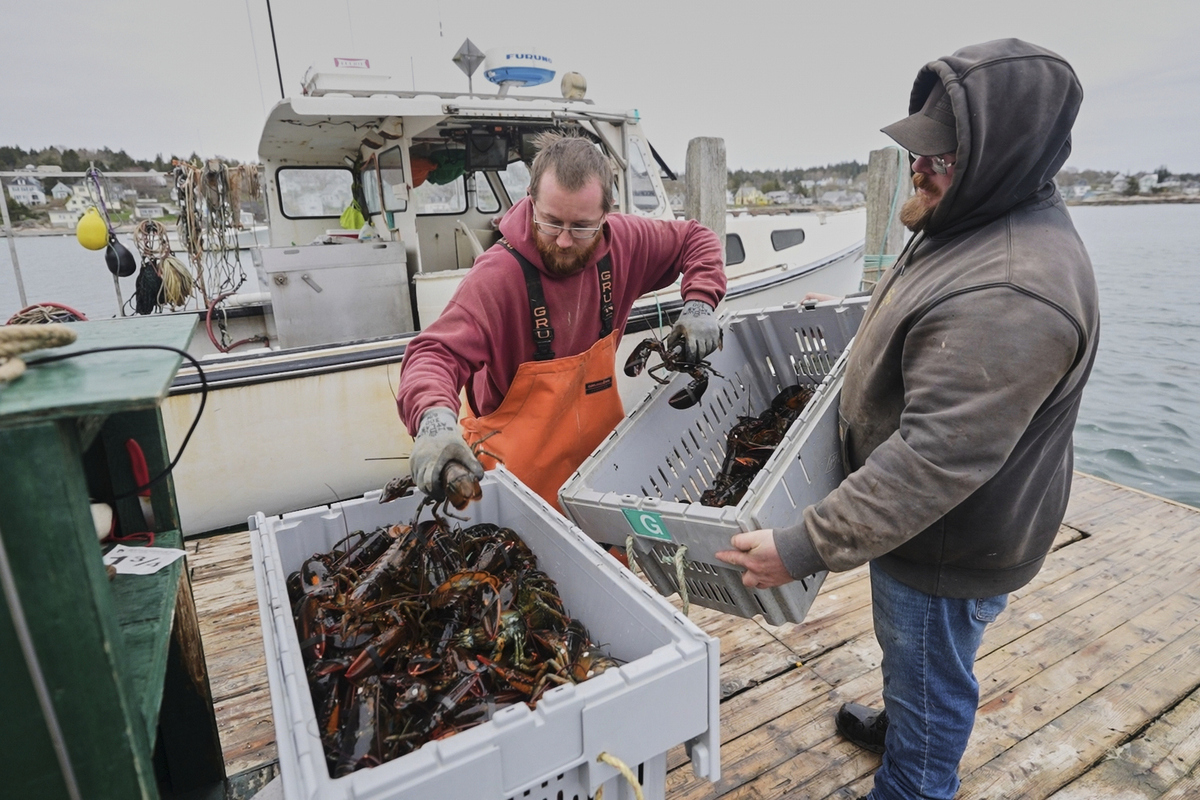Maine lobstermen warn of ‘devastating’ consequences from Canadian trade war