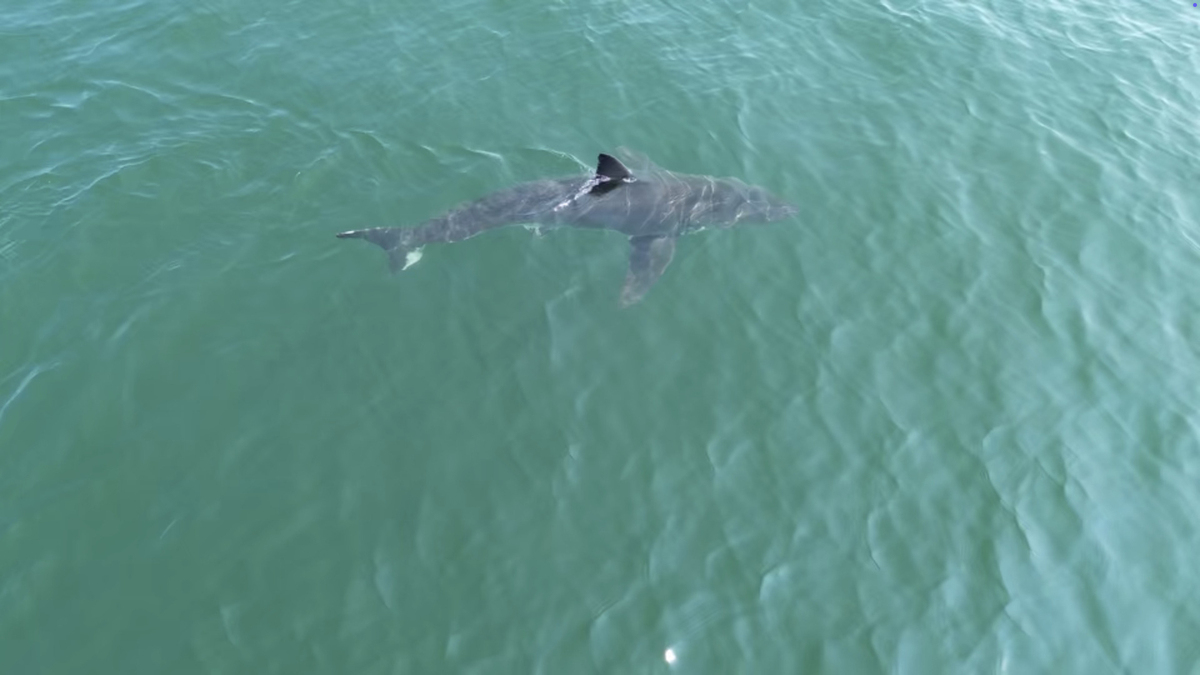 White shark drags lifeguard underwater at Maine state park