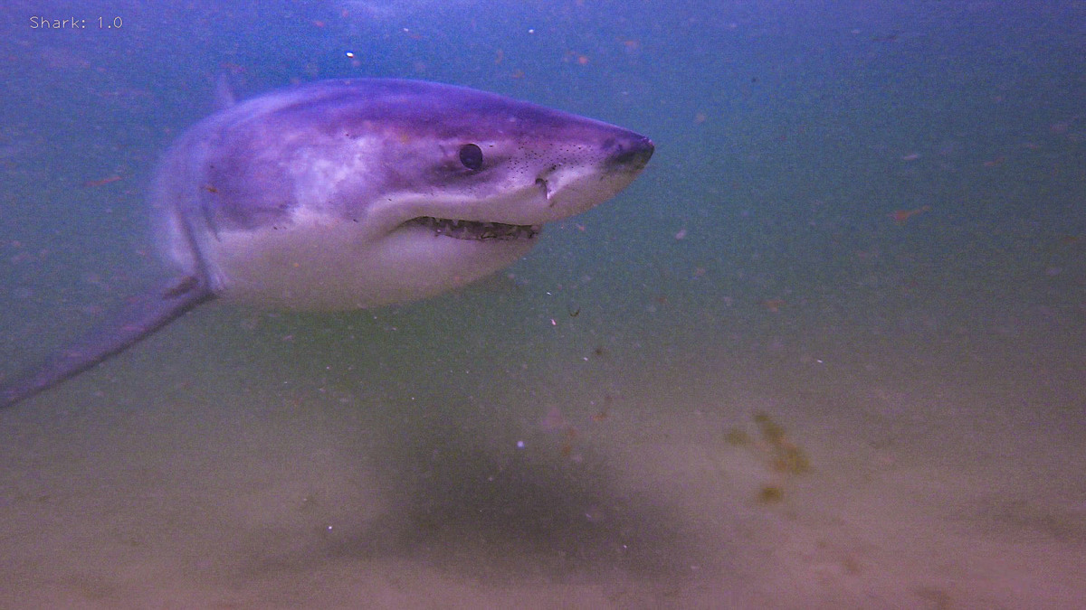 White shark spotted at popular Maine beach