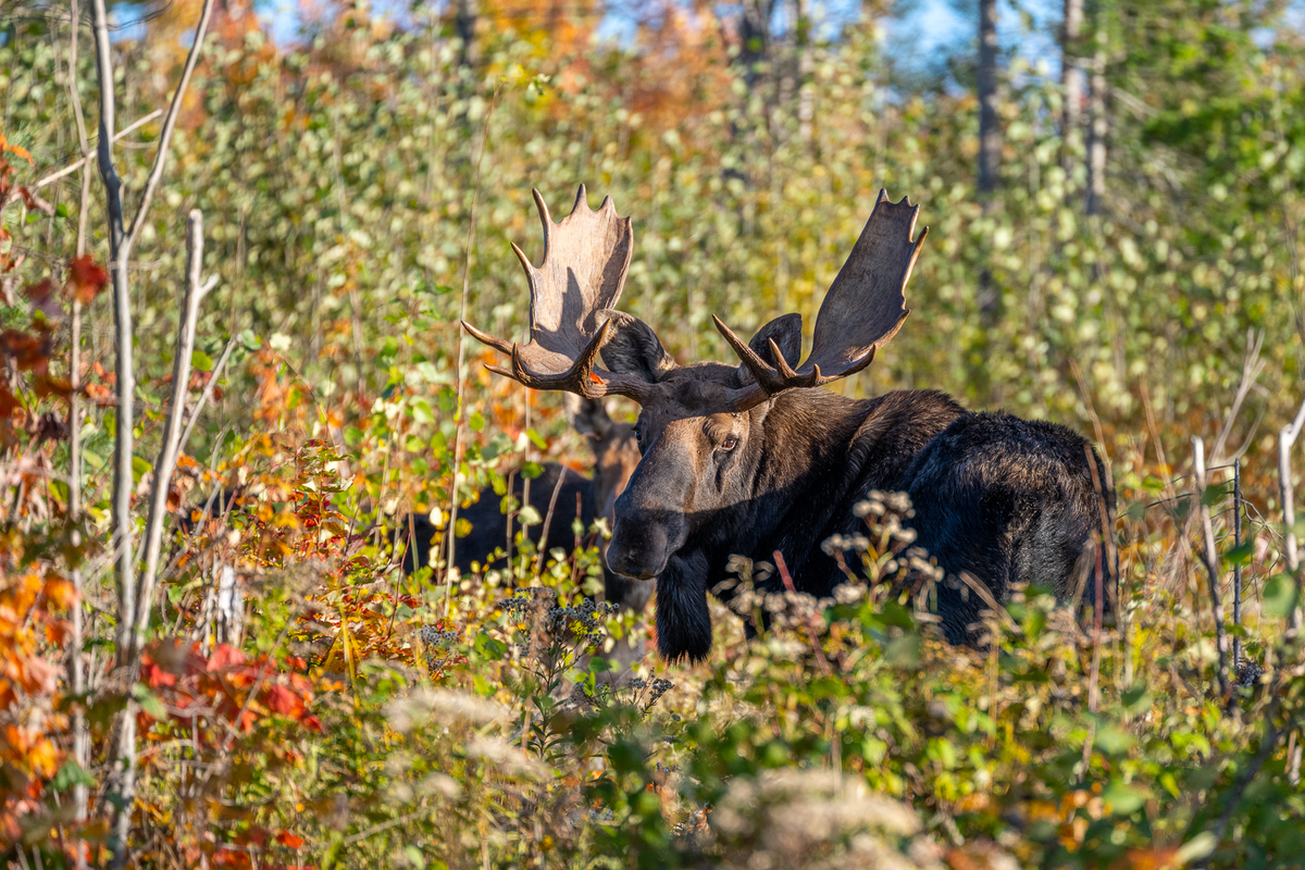 The shocking amount 10 people paid to hunt moose in Maine