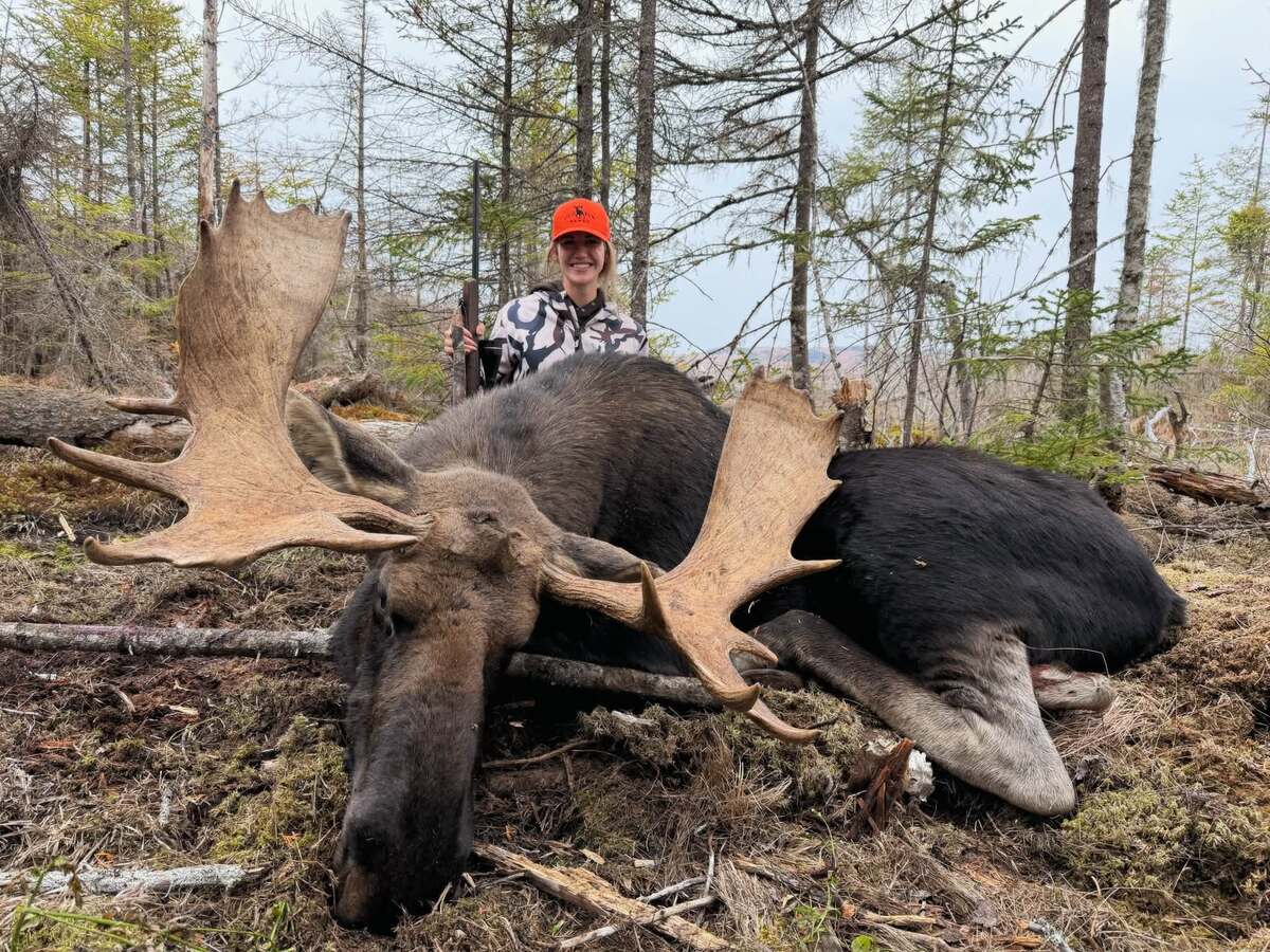Maine’s September bull moose season success up from last year